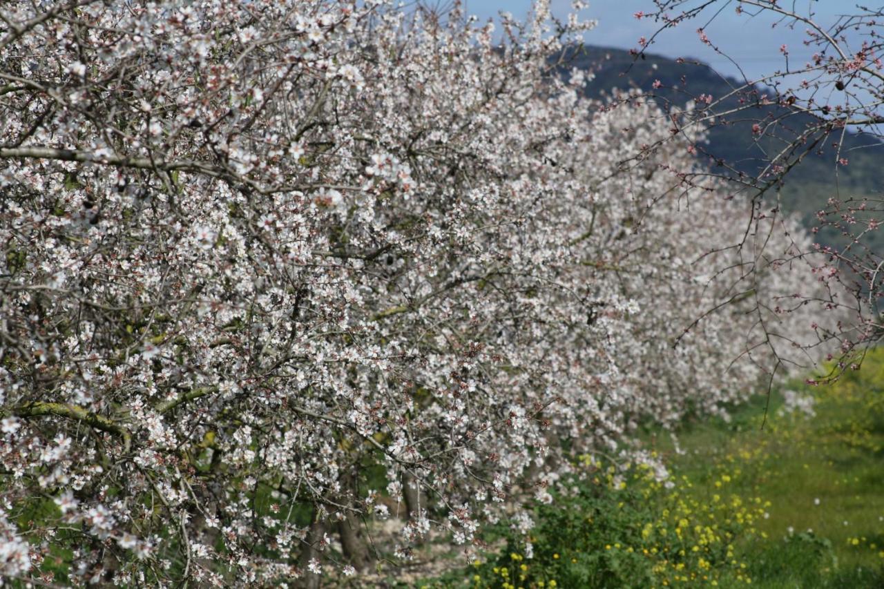 151 Villa Es Triquet Et3366 By Mallorca Charme Binissalem Εξωτερικό φωτογραφία