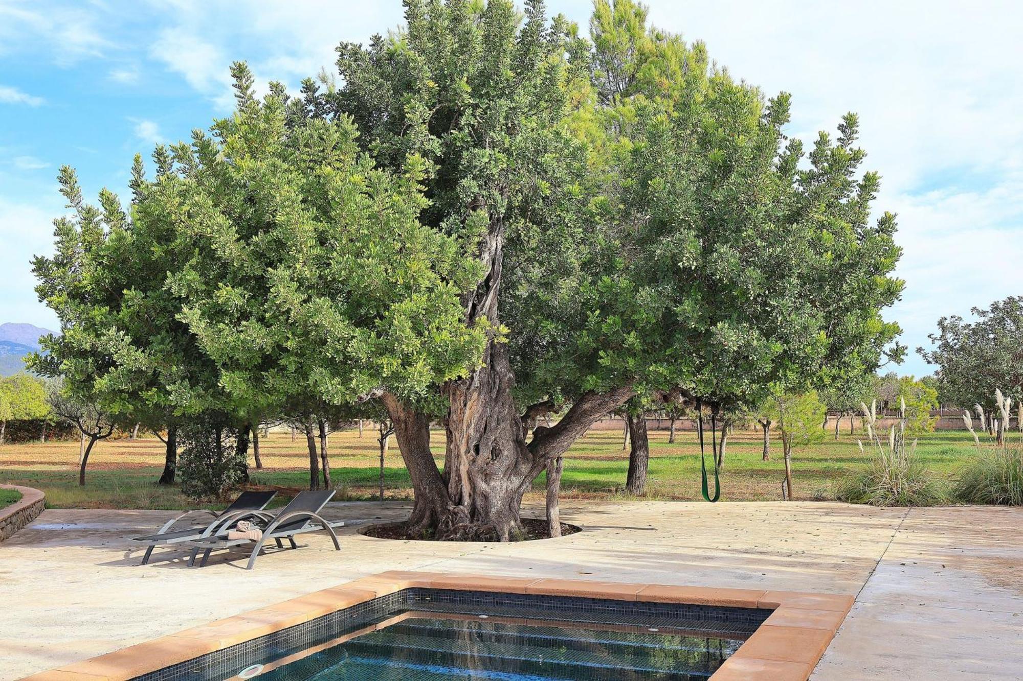 151 Villa Es Triquet Et3366 By Mallorca Charme Binissalem Εξωτερικό φωτογραφία